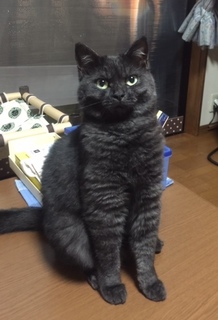 20150826mamo.jpg