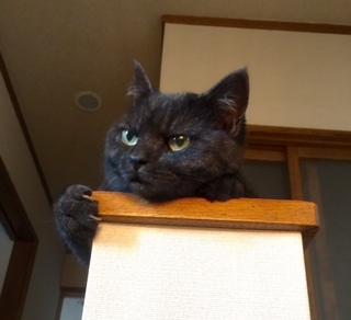 20150902mamo.jpg