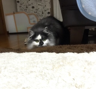 meru20150407.jpg