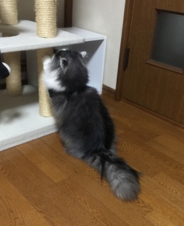 meru20150415.jpg