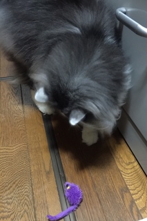meru20150416-1.jpg